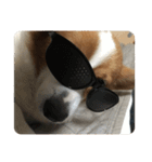 宇宙人犬こうちゃん（個別スタンプ：9）