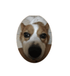 宇宙人犬こうちゃん（個別スタンプ：10）