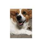 宇宙人犬こうちゃん（個別スタンプ：11）