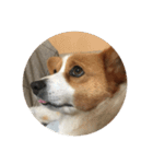 宇宙人犬こうちゃん（個別スタンプ：12）
