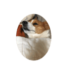 宇宙人犬こうちゃん（個別スタンプ：14）