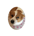 宇宙人犬こうちゃん（個別スタンプ：15）