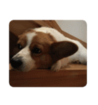 宇宙人犬こうちゃん（個別スタンプ：16）
