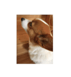 宇宙人犬こうちゃん（個別スタンプ：18）