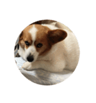 宇宙人犬こうちゃん（個別スタンプ：20）