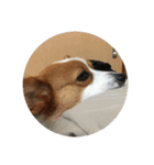 宇宙人犬こうちゃん（個別スタンプ：21）