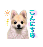 ポメラニアン彩助(さすけ)2（個別スタンプ：1）
