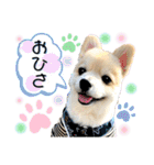 ポメラニアン彩助(さすけ)2（個別スタンプ：3）