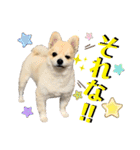 ポメラニアン彩助(さすけ)2（個別スタンプ：5）