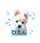 ポメラニアン彩助(さすけ)2（個別スタンプ：7）
