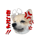 ポメラニアン彩助(さすけ)2（個別スタンプ：8）
