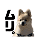 ポメラニアン彩助(さすけ)2（個別スタンプ：9）