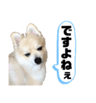 ポメラニアン彩助(さすけ)2（個別スタンプ：12）