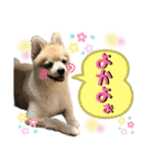 ポメラニアン彩助(さすけ)2（個別スタンプ：14）