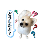 ポメラニアン彩助(さすけ)2（個別スタンプ：15）