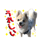 ポメラニアン彩助(さすけ)2（個別スタンプ：17）
