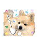 ポメラニアン彩助(さすけ)2（個別スタンプ：18）
