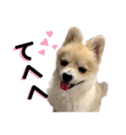 ポメラニアン彩助(さすけ)2（個別スタンプ：20）