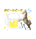 ポメラニアン彩助(さすけ)2（個別スタンプ：22）
