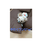 ティーたんの日記！第2弾！（個別スタンプ：3）