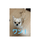 ティーたんの日記！第2弾！（個別スタンプ：5）