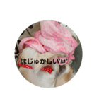 ティーたんの日記！第2弾！（個別スタンプ：6）