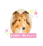 可愛いラフコリー❤️Vol.5（個別スタンプ：3）