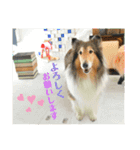 可愛いラフコリー❤️Vol.5（個別スタンプ：7）
