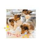 可愛いラフコリー❤️Vol.5（個別スタンプ：11）