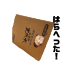 おれ、かつお2（個別スタンプ：1）