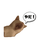 おれ、かつお2（個別スタンプ：6）