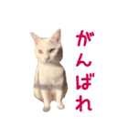 ユニコの日々（個別スタンプ：11）