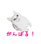 ユニコの日々（個別スタンプ：12）