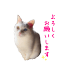 ユニコの日々（個別スタンプ：15）