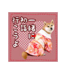 季節のスタンプ柴犬つむぎ（個別スタンプ：3）