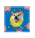 季節のスタンプ柴犬つむぎ（個別スタンプ：9）