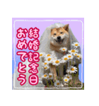 季節のスタンプ柴犬つむぎ（個別スタンプ：11）