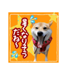 季節のスタンプ柴犬つむぎ（個別スタンプ：15）