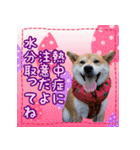 季節のスタンプ柴犬つむぎ（個別スタンプ：16）