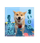 季節のスタンプ柴犬つむぎ（個別スタンプ：17）