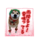 季節のスタンプ柴犬つむぎ（個別スタンプ：18）