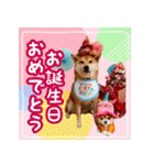 季節のスタンプ柴犬つむぎ（個別スタンプ：39）