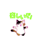 ねこ_スタンプ（個別スタンプ：13）