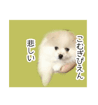 こむぎたんスタンプなのだ（個別スタンプ：5）