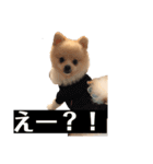 アンディの毎日使えるスタンプ小言。（個別スタンプ：5）