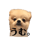 アンディの毎日使えるスタンプ小言。（個別スタンプ：6）