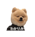 アンディの毎日使えるスタンプ小言。（個別スタンプ：7）