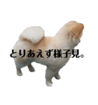 アンディの毎日使えるスタンプ小言。（個別スタンプ：15）