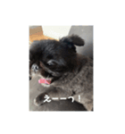 ペキニーズ モモちゃん（個別スタンプ：8）