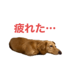 ミニチュアダックスリオンのスタンプ5（個別スタンプ：3）